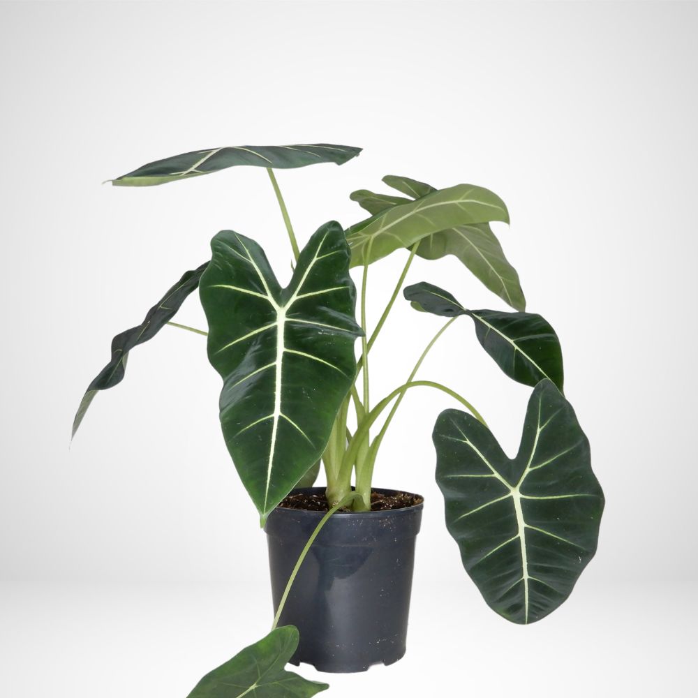 Alocasia Frydek Ø 17cm