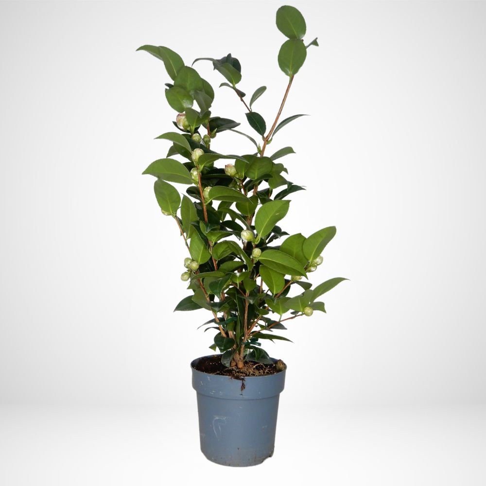 Camelia Japonica (varietà mix) V.14