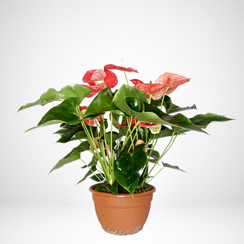 Anthurium in ciotola ø 30 cm