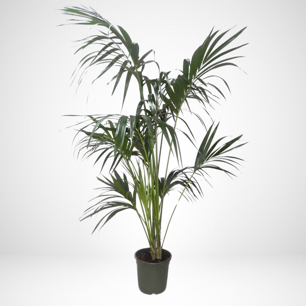 Kentia (Howea forsteriana) V.24cm H 170cm