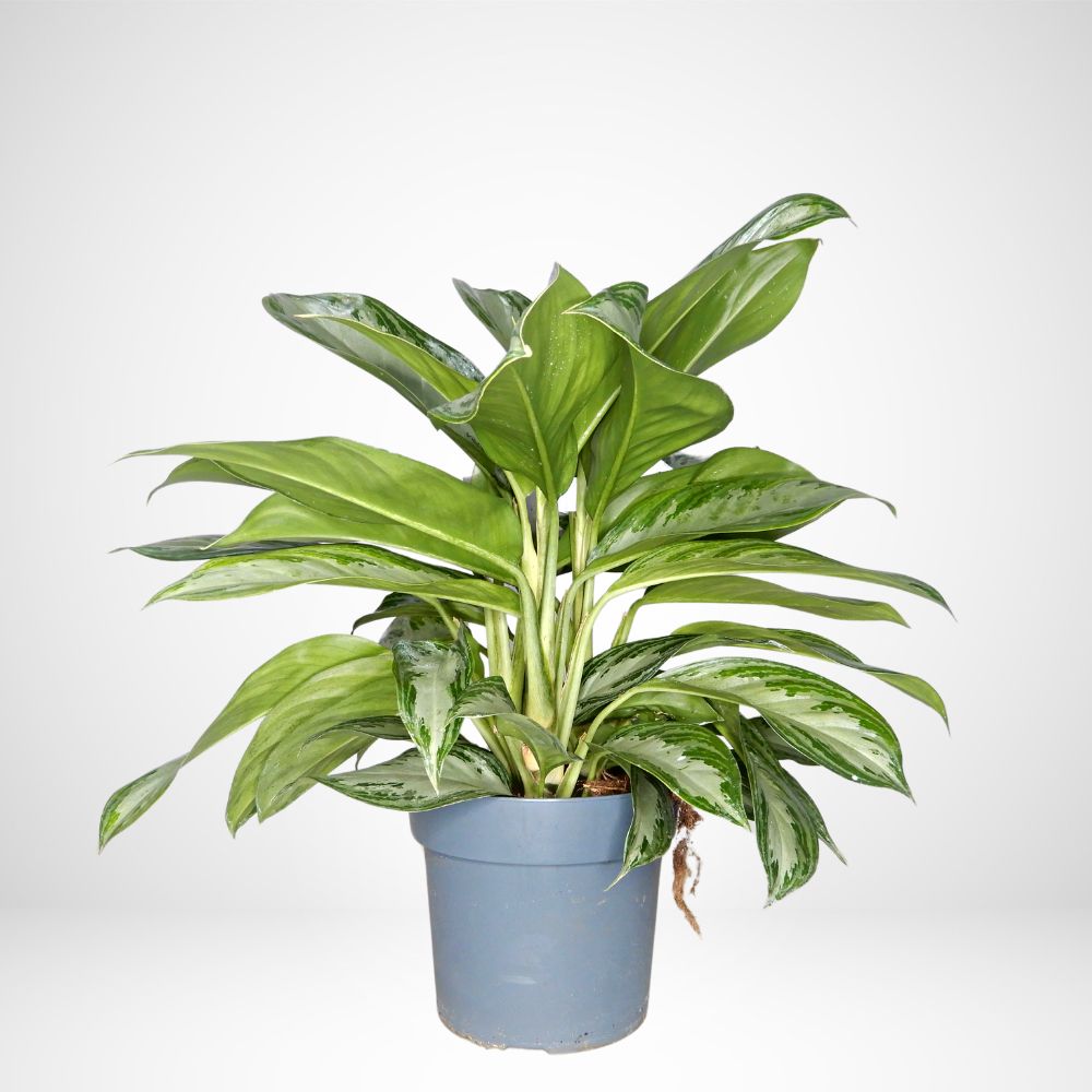 Aglaonema V. 19 cm