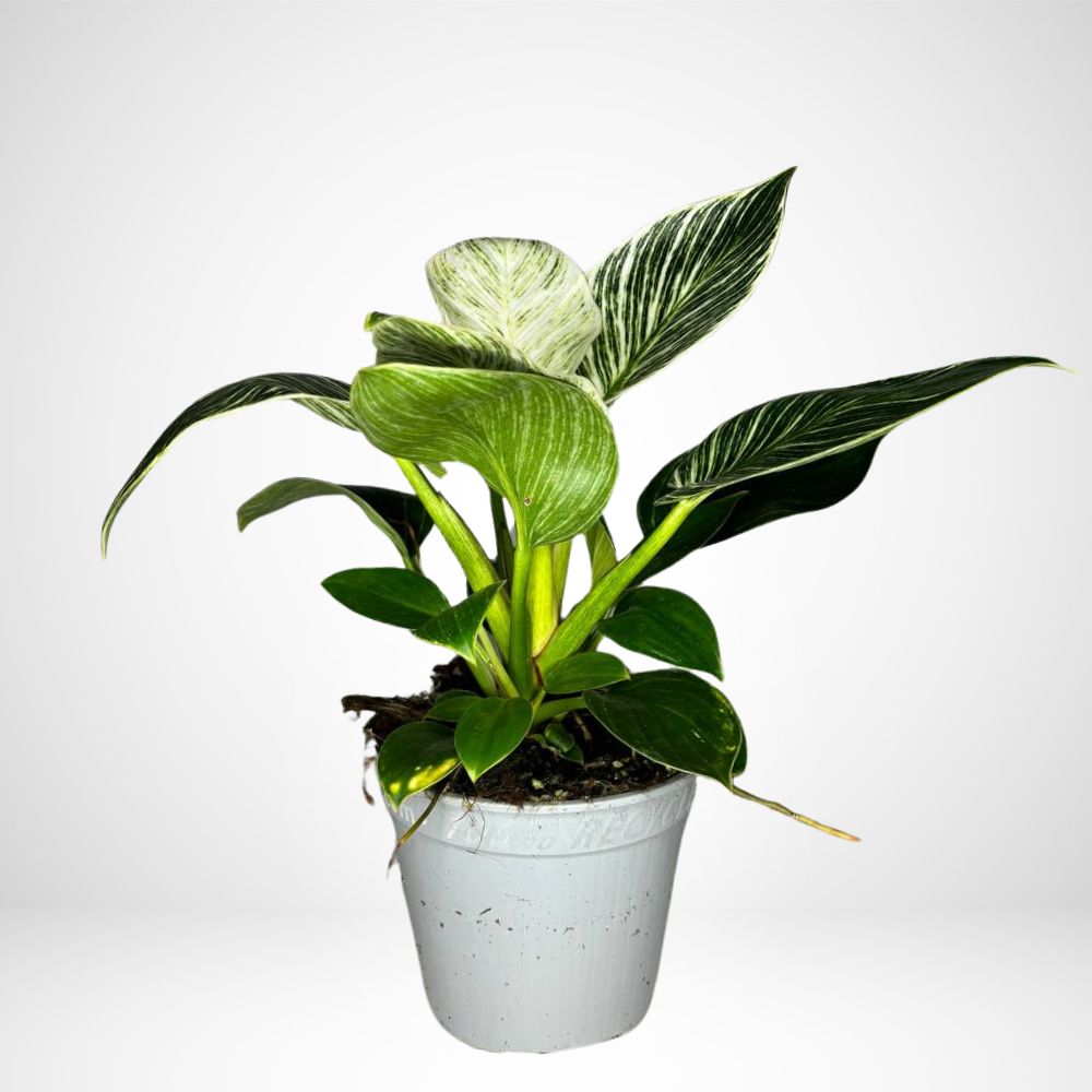Philodendron Birkin (ZEBRA) White Ø12