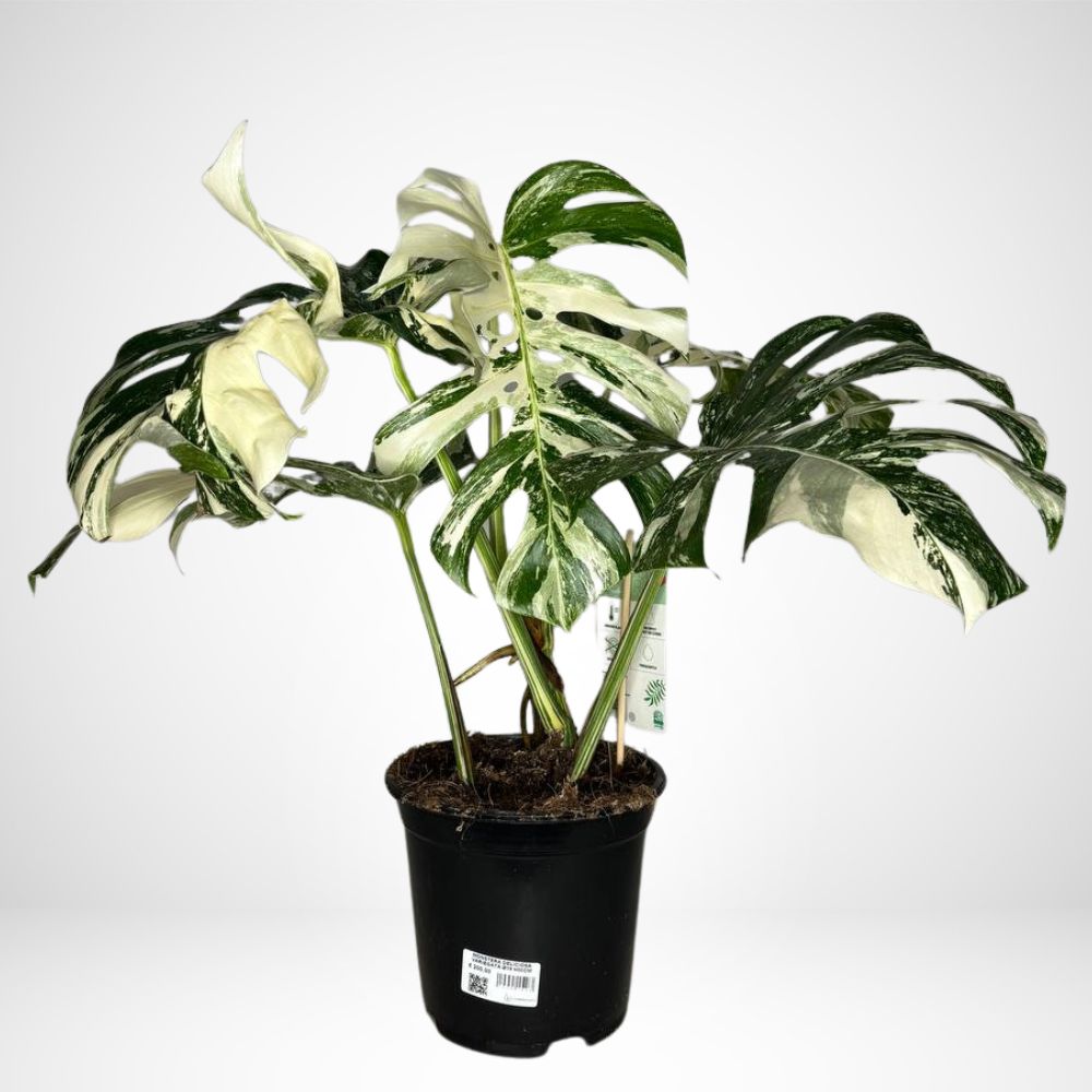 Monstera Deliciosa Albo Variegata V.21