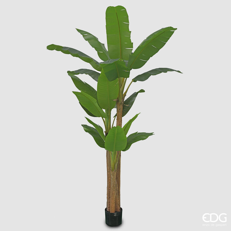 Banano con Vaso h.280 Edg