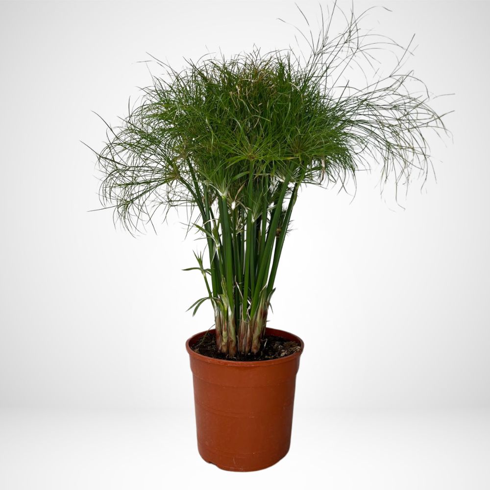 Papiro Egiziano (CYPERUS PAPYRUS) Ø24