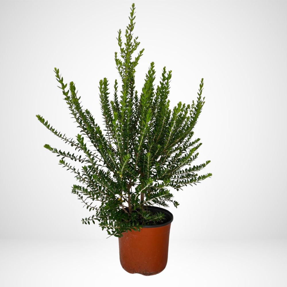 Mirto Tarantino (MYRTUS TARENTINA) Ø18