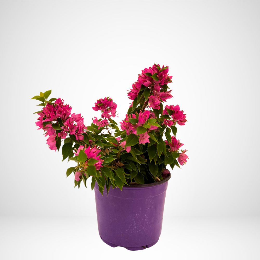 Bougainvillea mini Thai fuxia Ø18