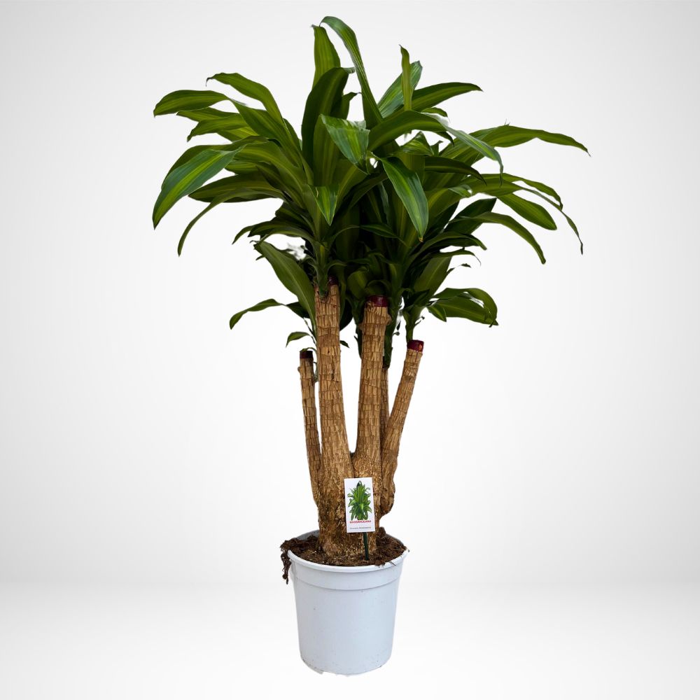 Dracaena fragrans Massangeana Jumbo Ø 24cm, H 100cm