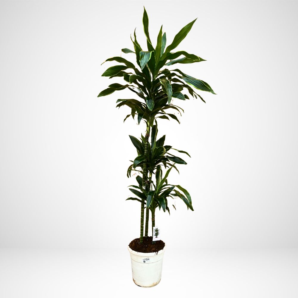 Dracaena Arturo ø27 H. 150cm.