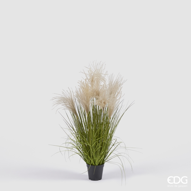 Festuca con Vaso h.80 Edg