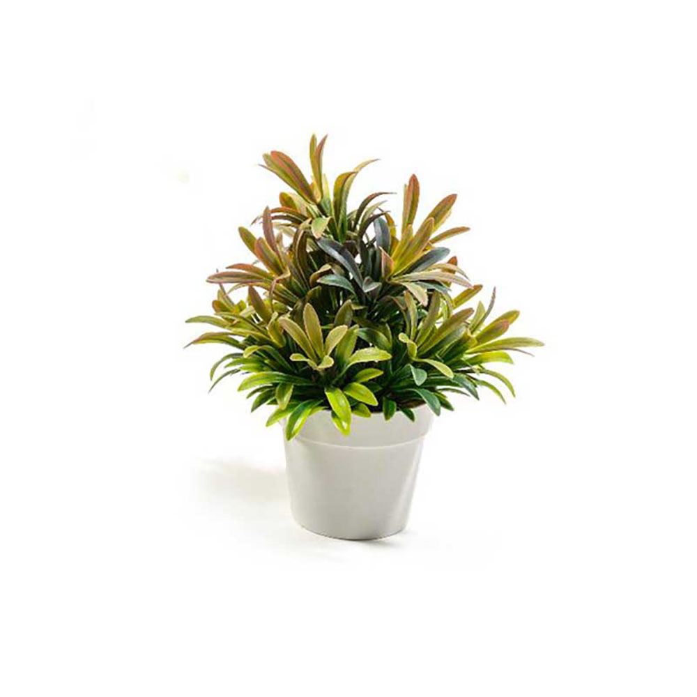 Mercury Piantina In Vaso Diametro 15X24H Cm