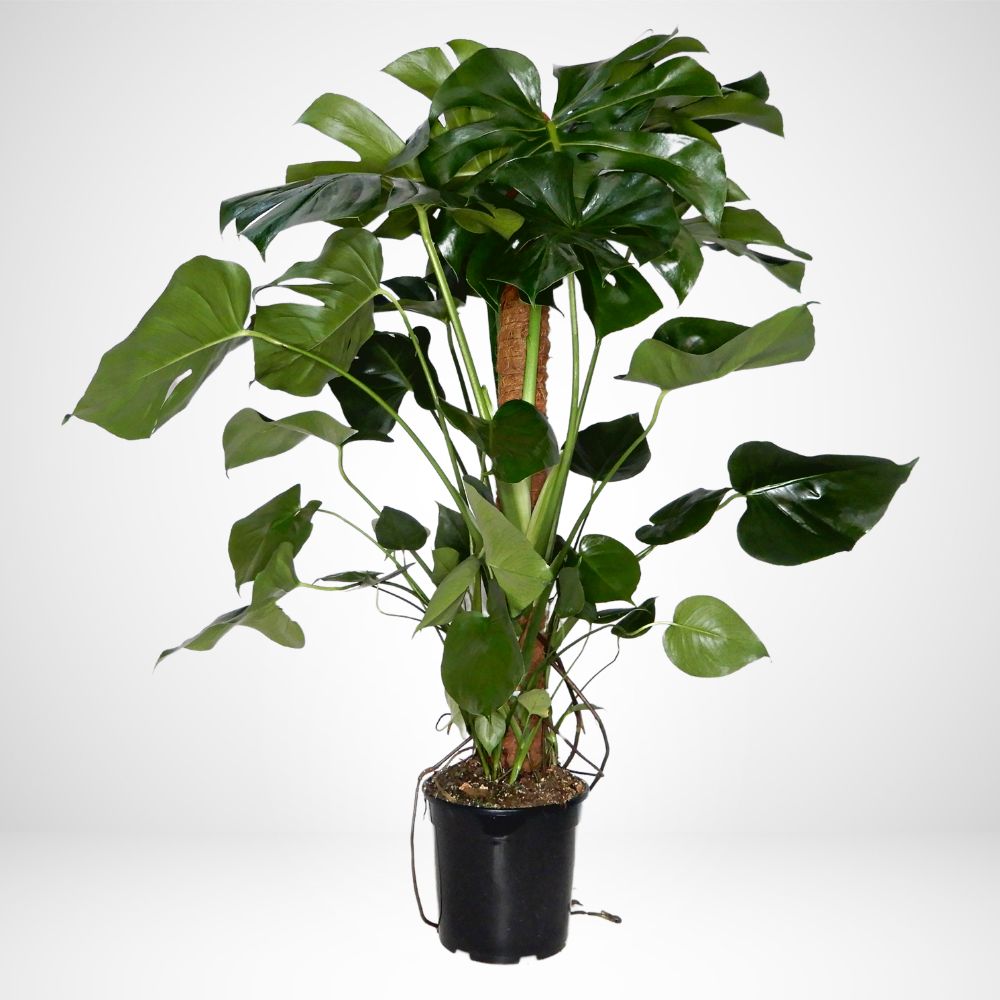 Monstera Deliciosa Ø35