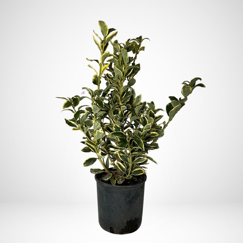 Euonymus Bravo Ø17