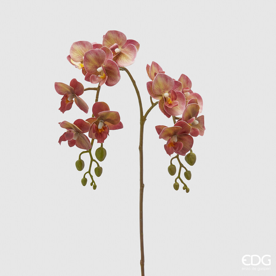 Orchidea Phal Olis Ramo x2 h.62 Arancio Mélange Edg