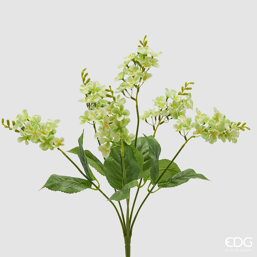 Lillà Cespuglio x6 con Foglie Verde h.50 Edg