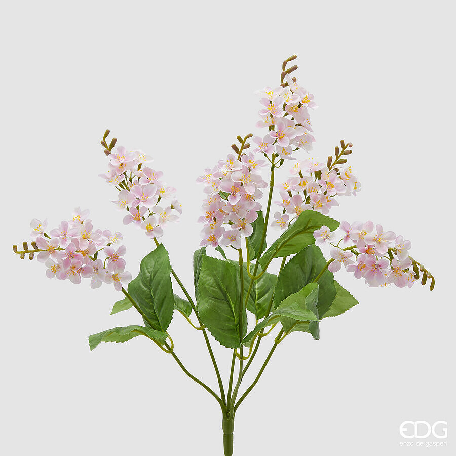 Lillà Cespuglio x6 con Foglie Rosa h.50 Edg