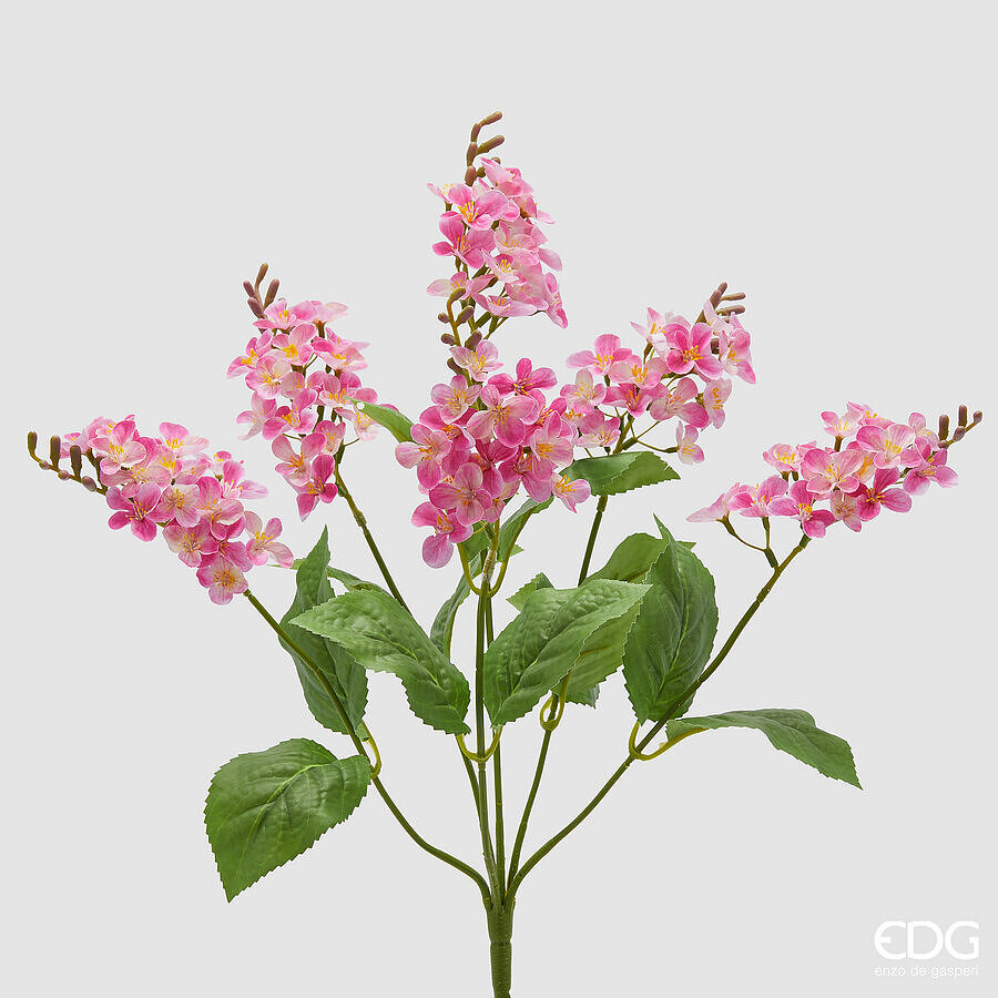 Lillà Cespuglio x6 con Foglie Rosa h.50 Edg