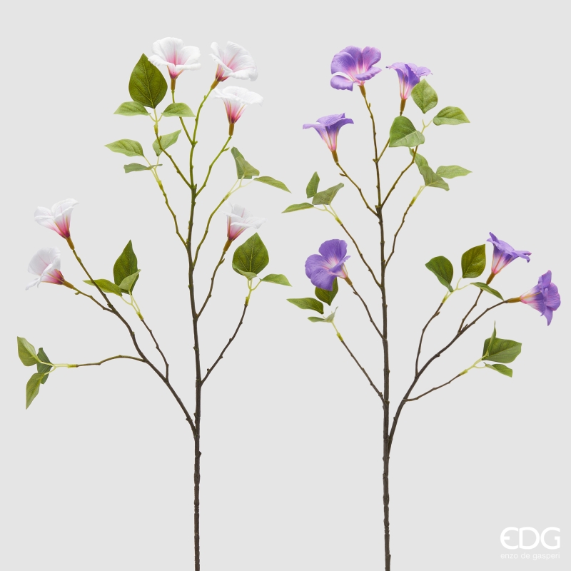 Ipomea Ramo 2A h.85 Edg