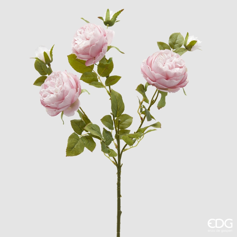 Rosa Sonia Ramo x3 con foglie con Bocciolo Rosa h.65 Edg