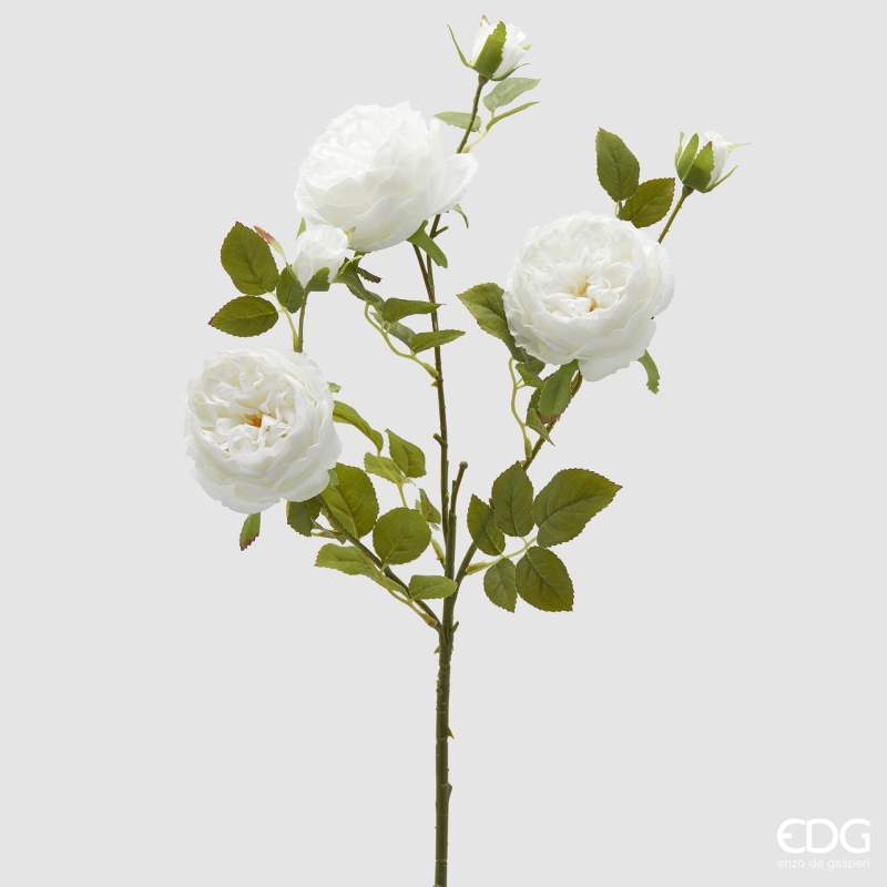 Rosa Sonia Ramo x3 con foglie con Bocciolo Bianca h.65 Edg