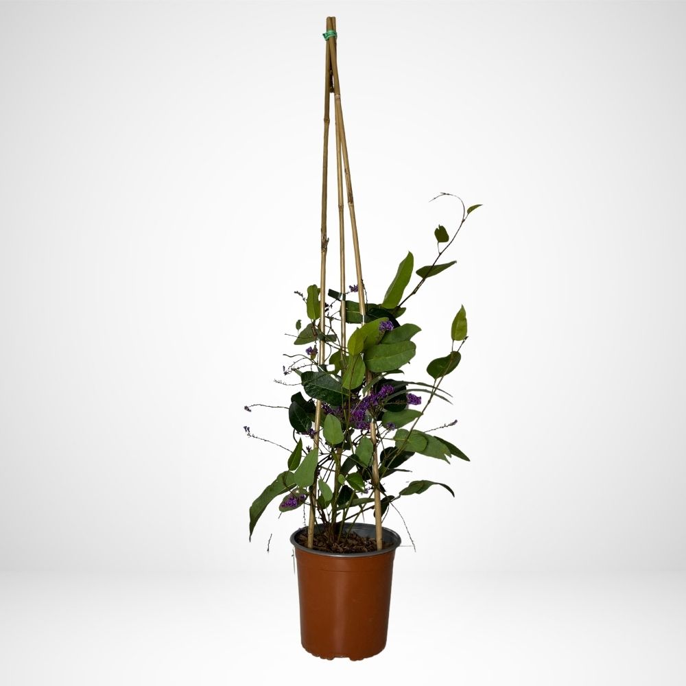 Hardenbergia Violacea Ø17 cm, H 70cm