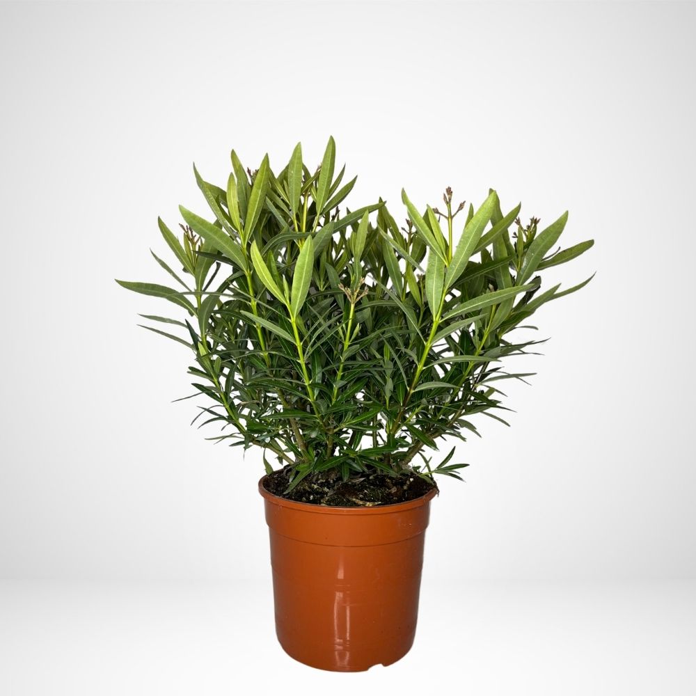 Nerium Oleander Petite Salmon (Oleandro)
