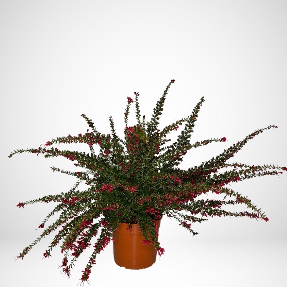 Grevillea Poorinda Rondeau