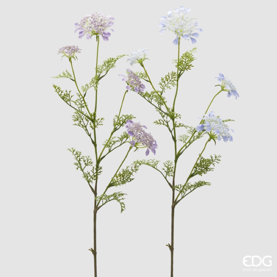 Daucus Carota Ramo x4 con foglie 2A h.100 Edg