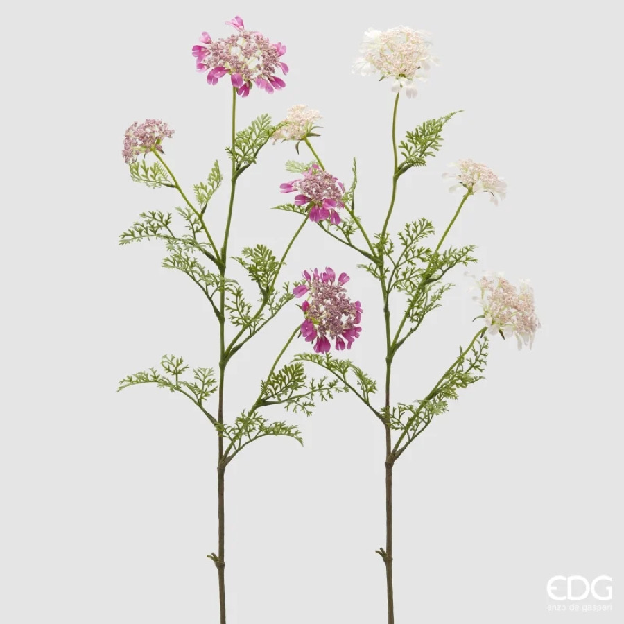 Daucus Carota Ramo x4 con foglie 2A h.100 Edg