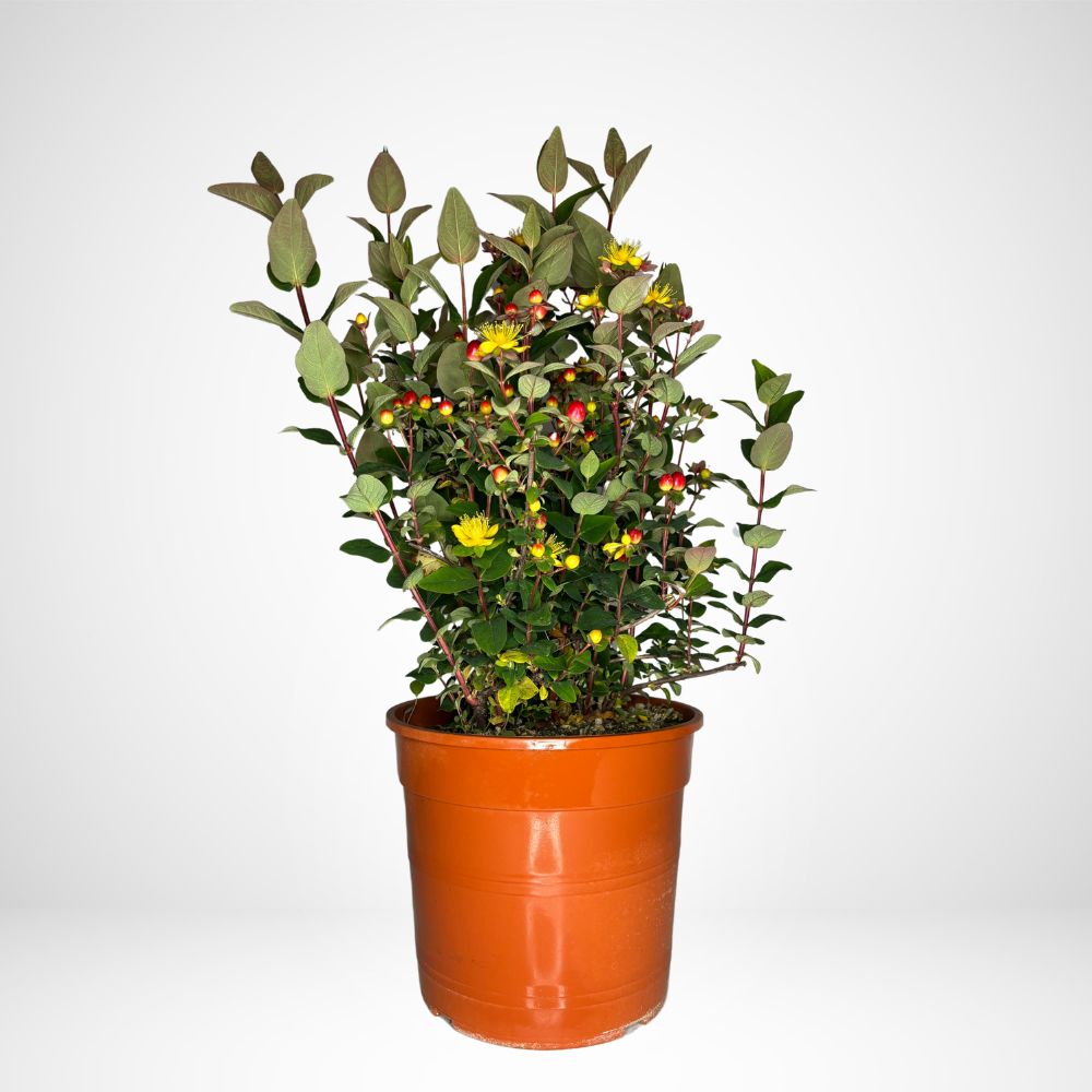 Hypericum Patalum Hidcote