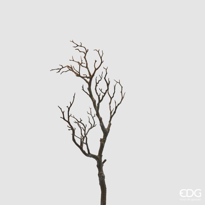 Acacia Ramo h.69 Edg