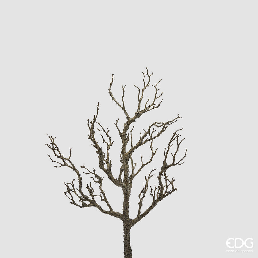 Acacia Ramo h.58 Edg