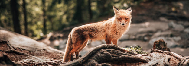 Animali di montagna: guida, consigli e precauzioni 