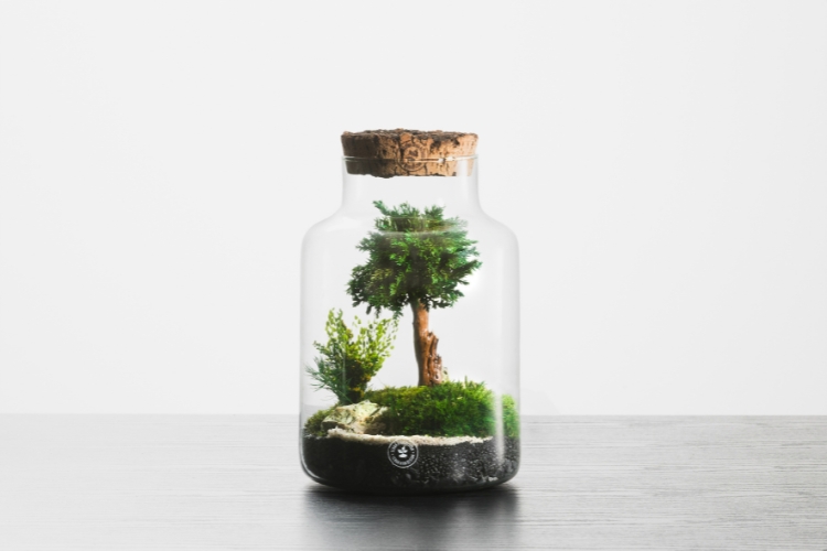 Terrario Evergreen SILO