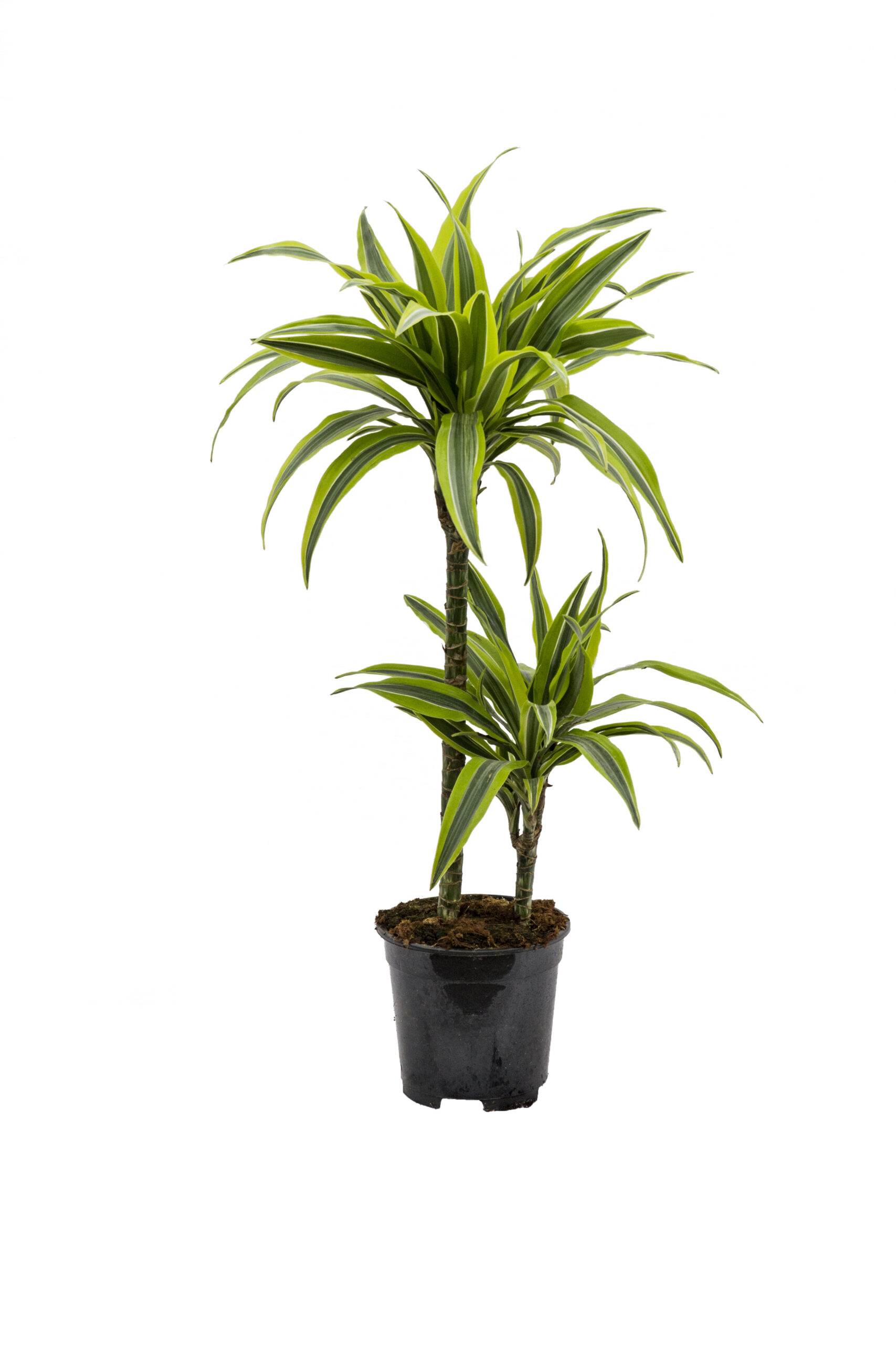 Dracaena Lemon Ø17 15/45 H.80cm.