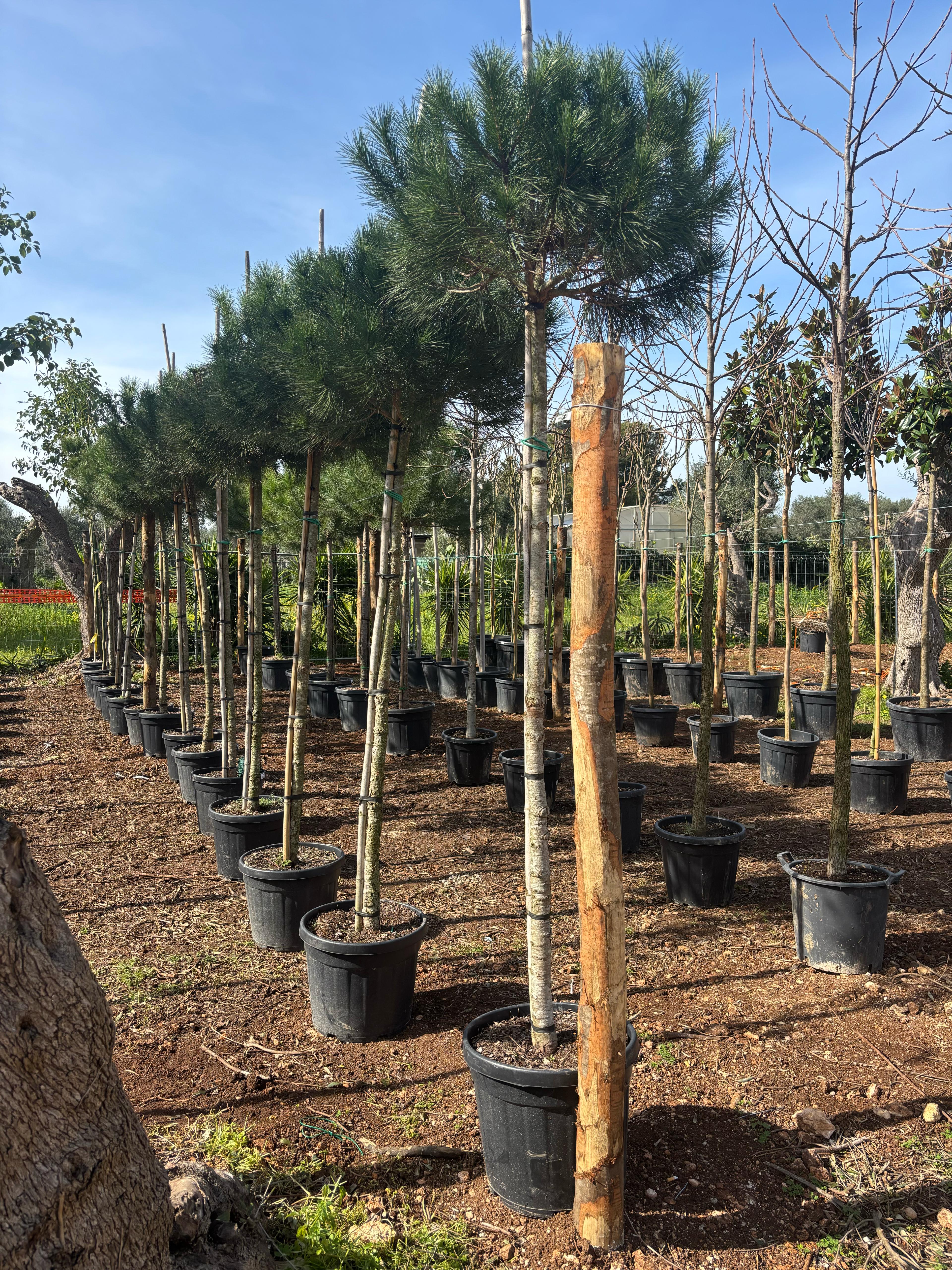 Pinus Pinea Ø40
