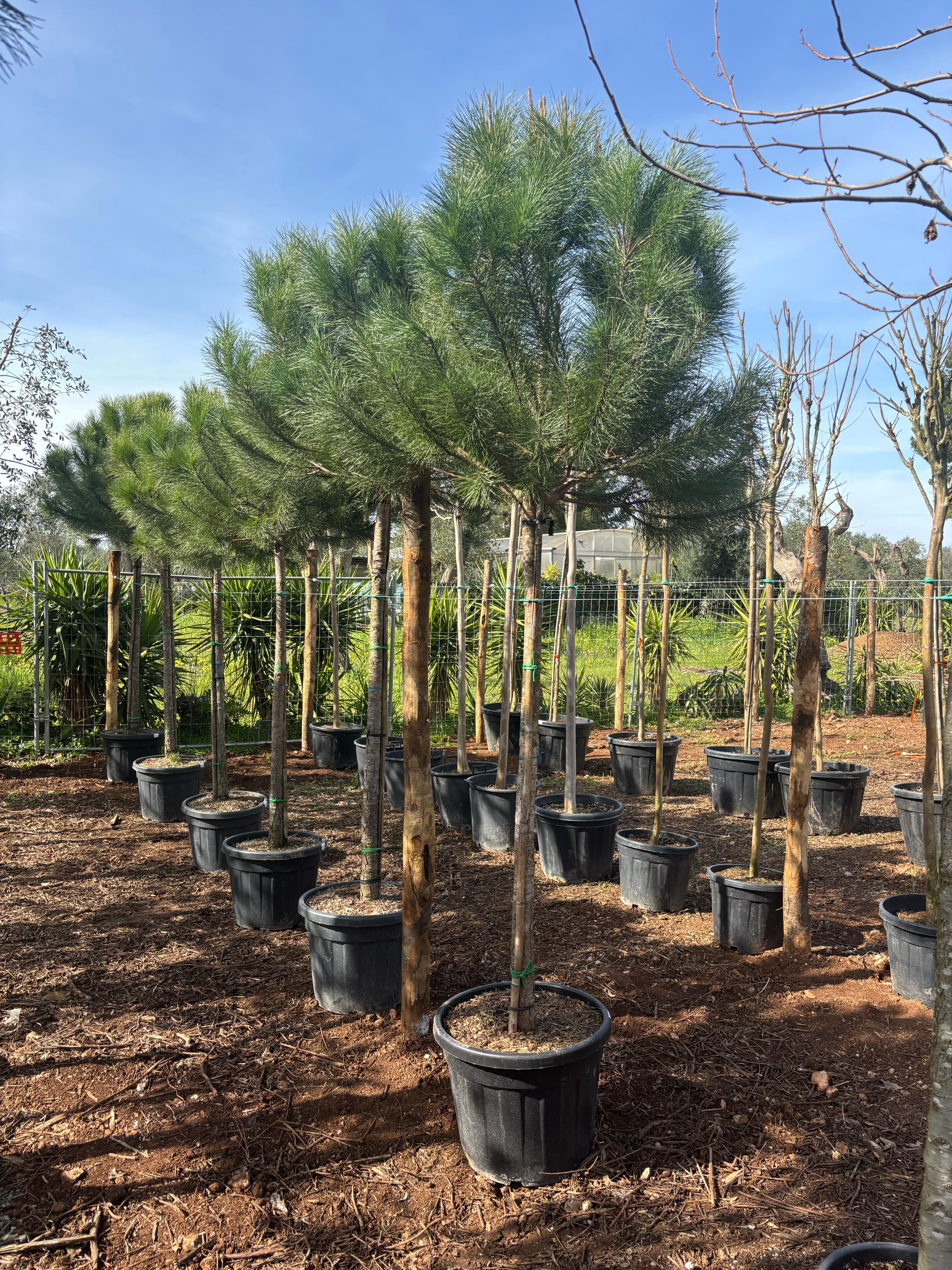 Pinus Pinea v. Ø50