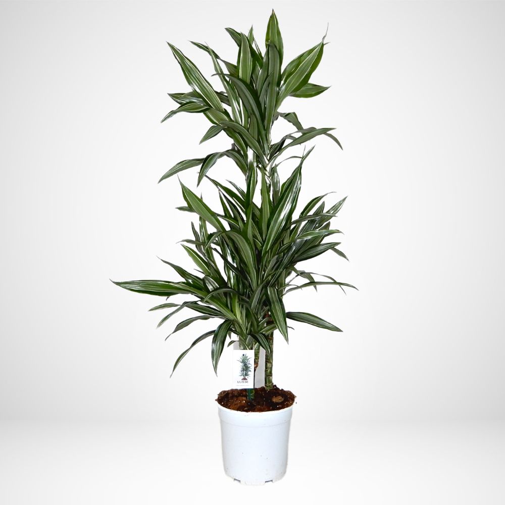 Dracaena Ulisse Deremensis ø 17 cm. H 80 cm. 15/45