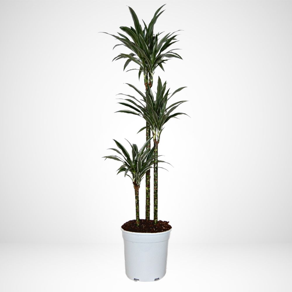 Dracaena Warneckii v.21 H. 110 CM 15/30/60