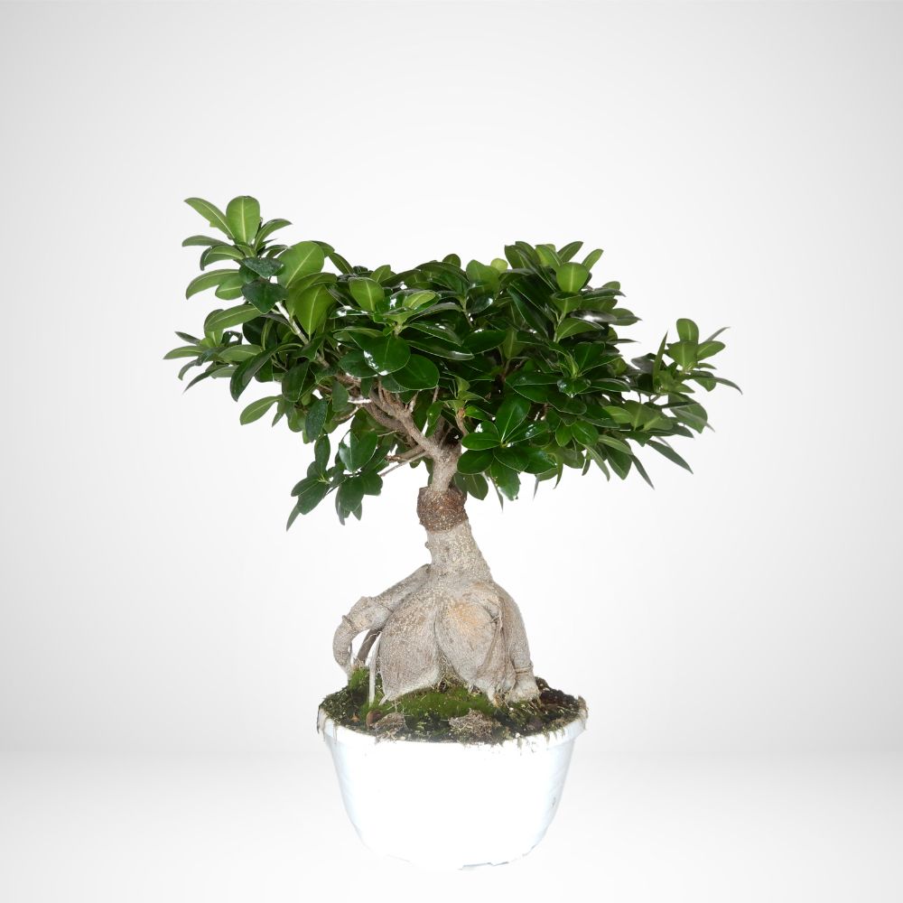 Bonsai di Ficus Ginseng Ø19
