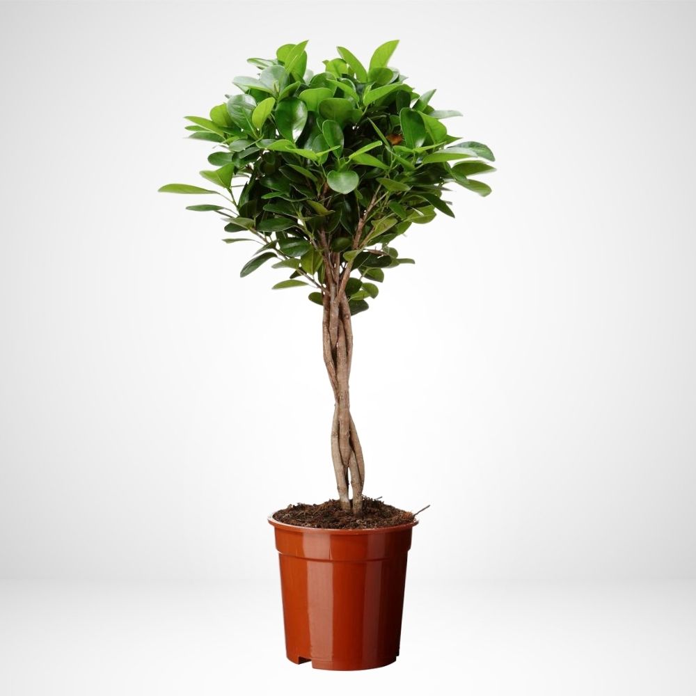  Ficus microcarpa 'Moclame’ - ø 24