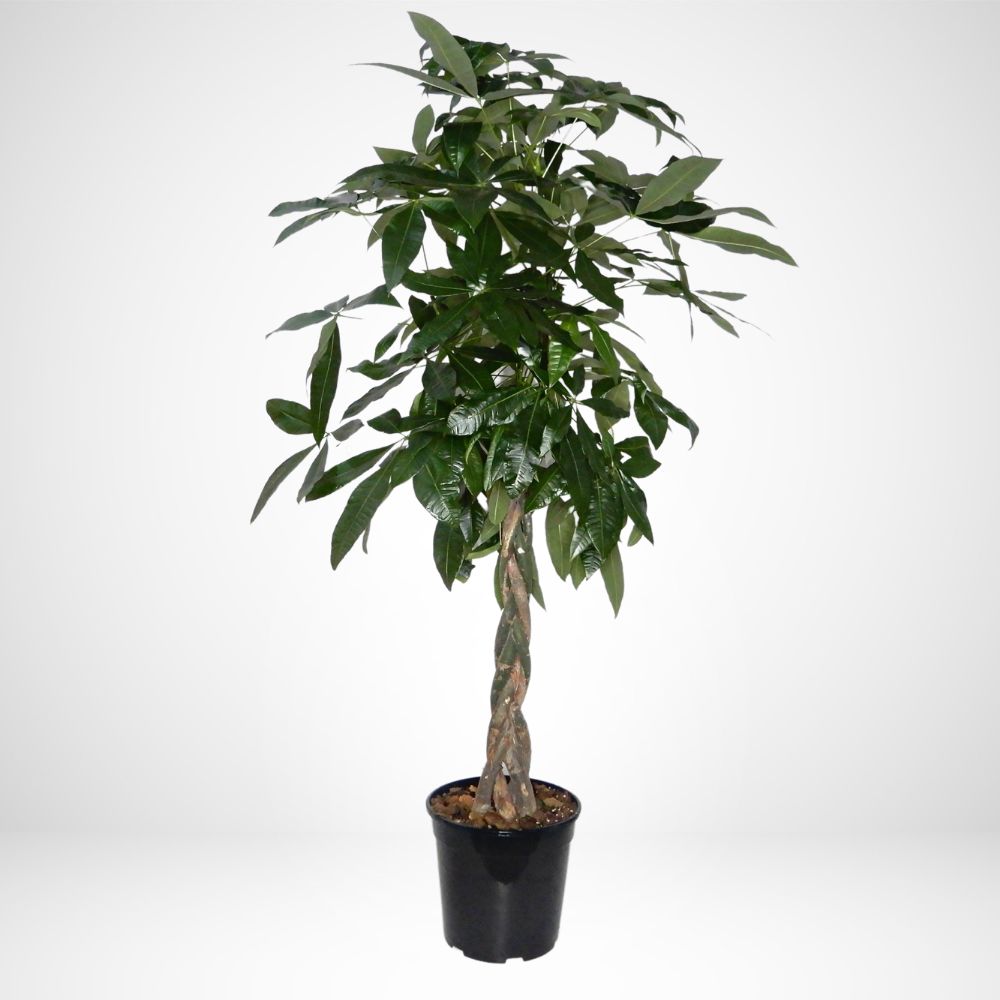 Pachira aquatica Ø 24 (tronco xl)