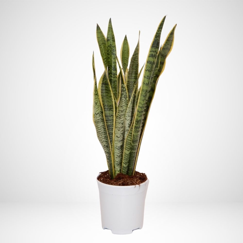 Sansevieria trifasciata Laurentii ø 21cm.