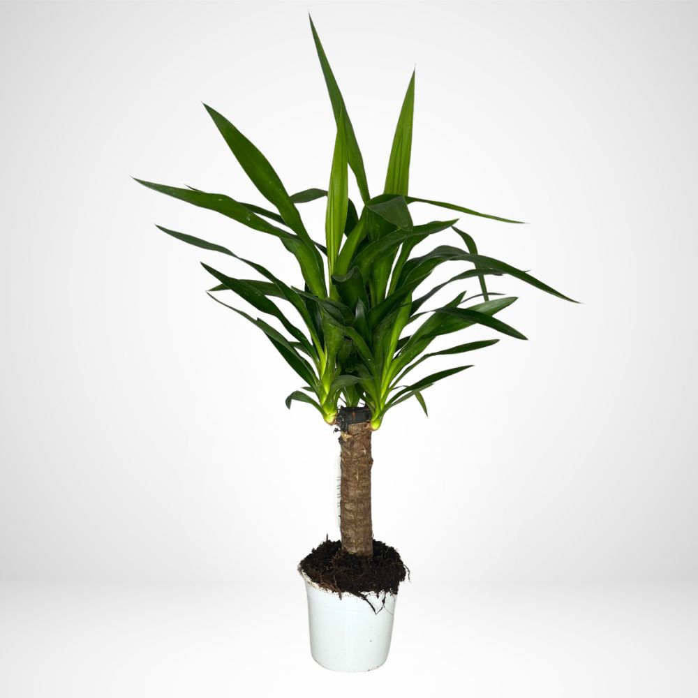 Yucca Ø14cm