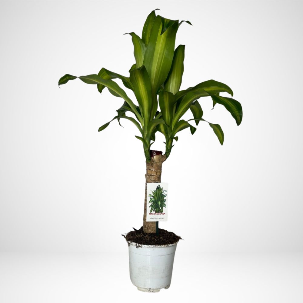 Dracaena Messangeana v.14