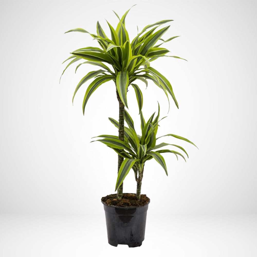 Dracaena Lemon Ø17 15/45 H.80cm.