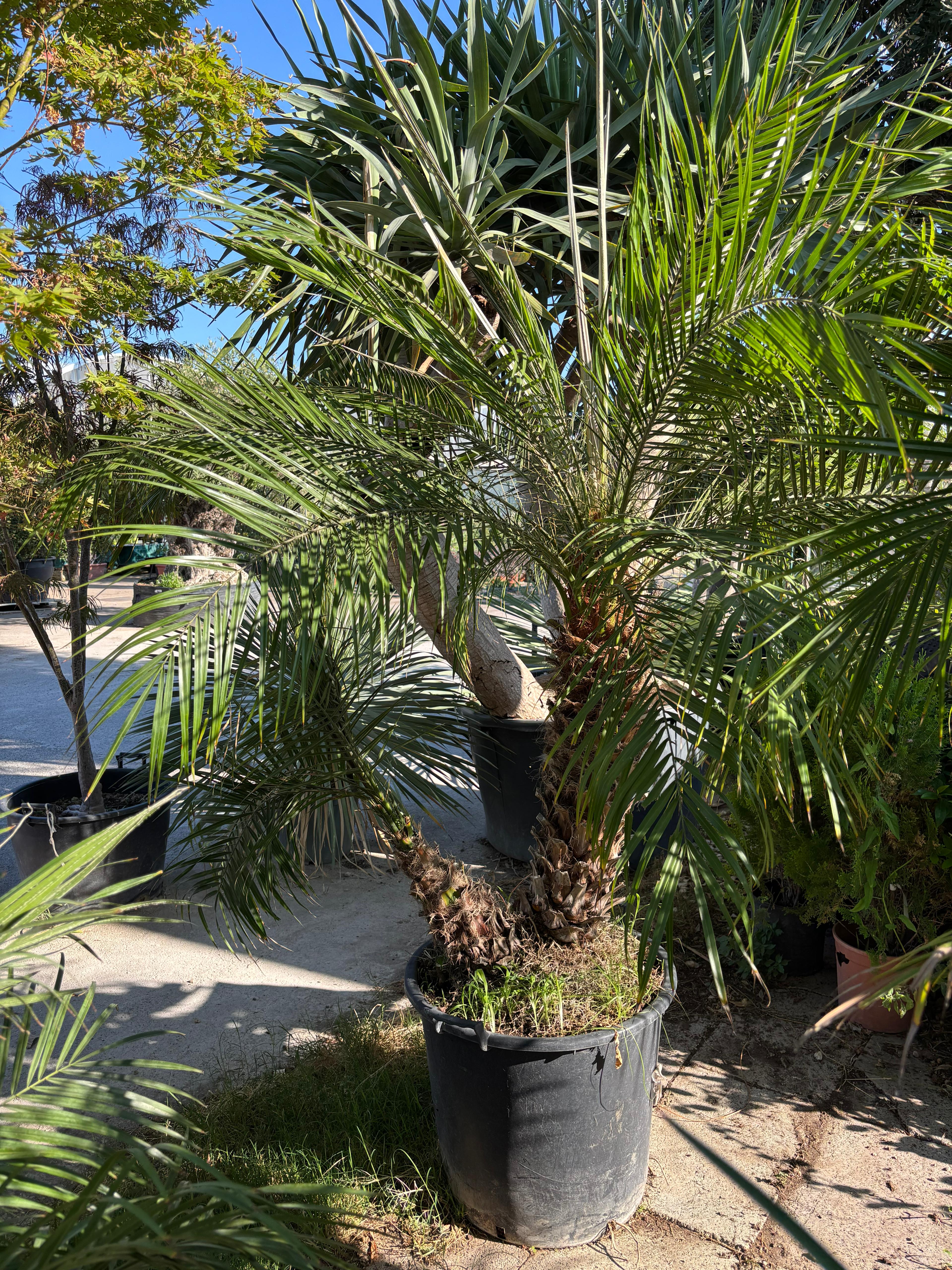 Phoenix Robelini 2 tronchi SPEDIZIONE GRATUITA