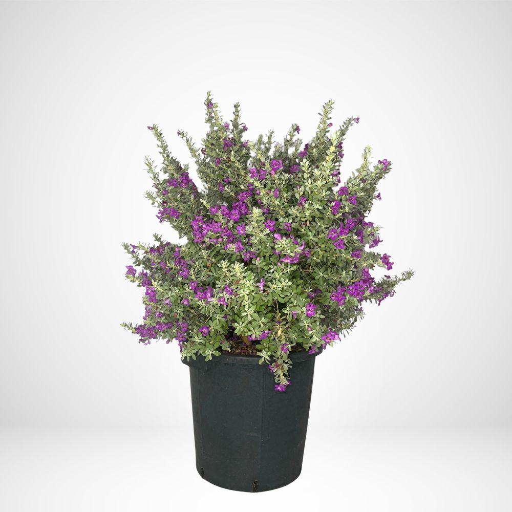 Leucophyllum Frutescens Ø33