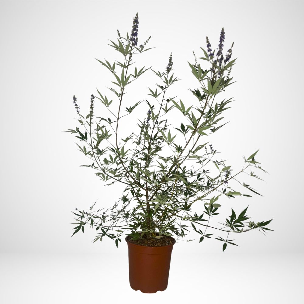 Vitex Agnus Castus (Agnocasto) Ø24cm