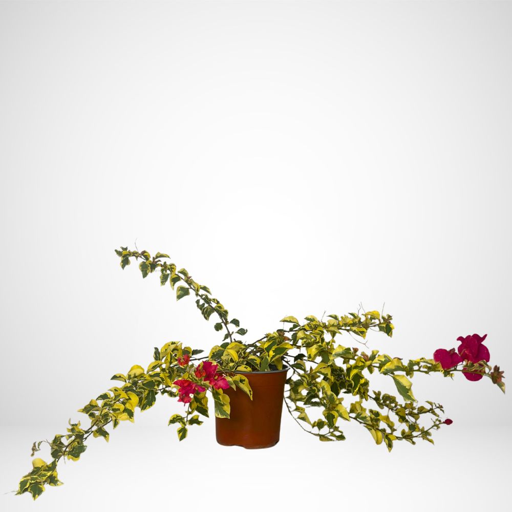 Bougainvillea Resberry Ice Ø17